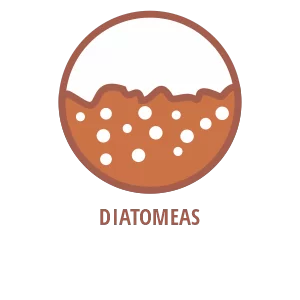Diatomeas